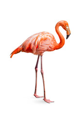flamingo (Phoenicopterus ruber) Heart shape, neck curl and standing posture isolated on white...