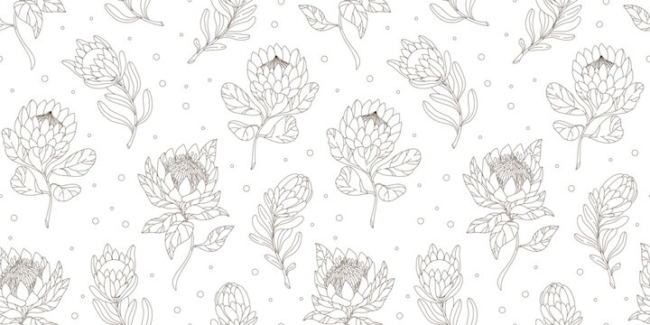 Linear pattern with exotic African flowers. Seamless pattern with protea. Vector hand drawn illustration isolated on white background.