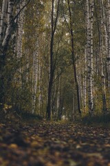 autumn in the forest,autumn birch grove, fallen leaves, despondency, autumn time eye charm