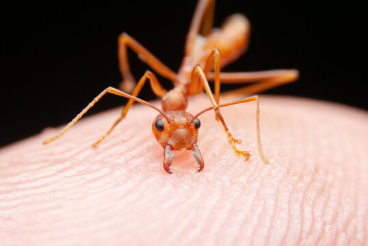  Red Ant Biting Finger