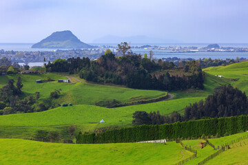 View of the town and mountain of Mount Maunganui, New Zealand, seen from a farm in the surrounding...