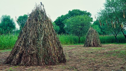 Straw from the pearl millet plant. After harvest farmers will use it as animal feed, compost for mushroom cultivation.