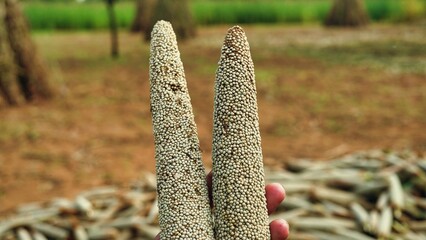 Two buds of pearl millet or bajra in a hand. Millet or Pennisetum glaucum field in countryside India.