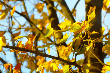 Yellow leaves on a tree in the autumn park.
