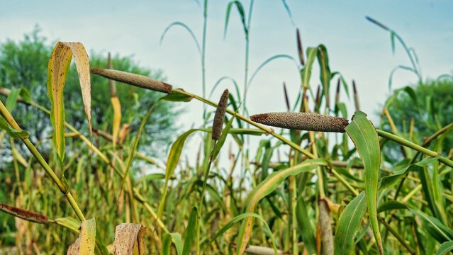 Pearl Millet Field in countryside India. The Crop is Know as Bajra or Bajri Agriculture