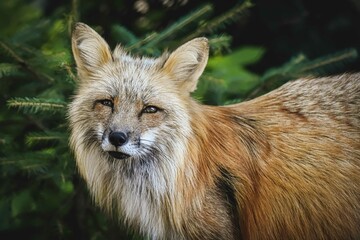 Fototapeta na wymiar red fox vulpes