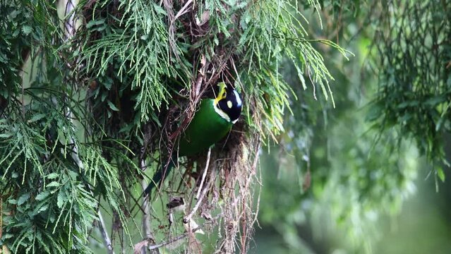 Nature wildlife footage of Long-Tailed Broadbill on tree branch