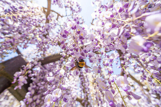 藤の花 の画像 106 732 件の Stock 写真 ベクターおよびビデオ Adobe Stock