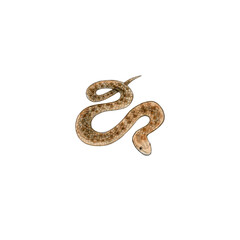 Watercolor drawing of a non-poisonous snake. Smooth snake. Tropical wild reptile.