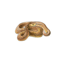 Watercolor drawing of a poisonous inland taipan. western taipan. Wild reptile. Small-scaled snake or the fierce snake, extremely venomous snake. Design for printing on t-shirts, educational materials