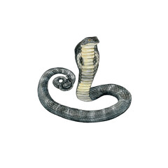 Fototapeta premium Watercolor drawing of a poisonous snake king cobra. Wild reptile. Design for printing on t-shirts, stickers, notepads, postcards, educational materials.