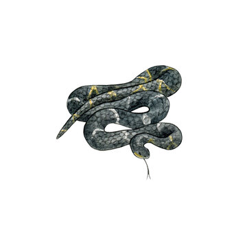 Watercolor drawing of a non-poisonous snake. Tropical wild reptile. Design for printing on t-shirts, educational materials. Shimmering Scales. Amur rat snake, Manchurian black racer, Russian rat snake