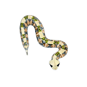 Watercolor drawing of venomous snakes Gaboon viper. Wild reptile. On white background. Design for printing on t-shirts, stickers, notepads, postcards, educational materials.