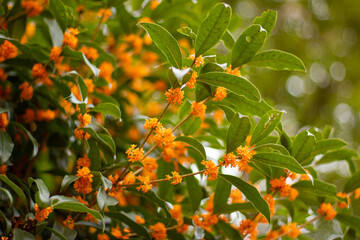 Japanese tree with orange flowers - Powered by Adobe