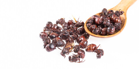 Ants culonas Typical Gastronomy of Santander Colombia; Photo White Background
