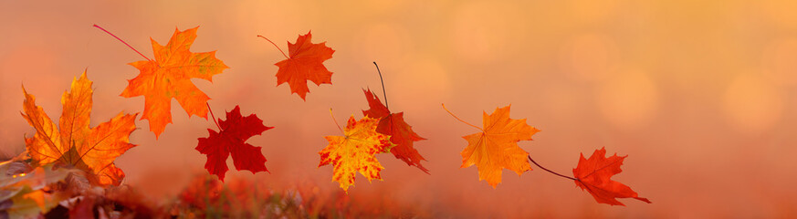Flying autumn maple leaves isolated on warm autumn background. Fall leaves for black friday sale...