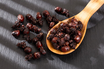 Wooden Spoon With Ants culonas Typical Gastronomy of Santander Colombia