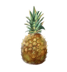 Hand painted fruit Pineapple. Watercolor illustration isolated on white. Sketch