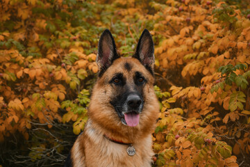 Dog smiles in fall . Concept of pets in autumn outside no people. Portrait of German Shepherd black and red color on background of bush with yellow and orange leaves close up.