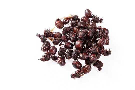 Ants culonas Typical Gastronomy of Santander Colombia; Photo White Background