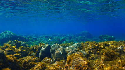 Underwater photo of a Blue fin tuna fish in a beautiful landscape. From a scuba dive at the Canary islands. 