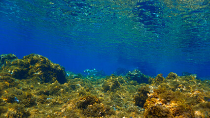 Fototapeta na wymiar Underwater photo of a Blue fin tuna fish in a beautiful landscape. From a scuba dive at the Canary islands. 