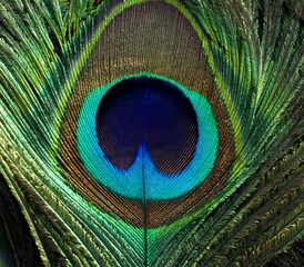 Obraz premium Closeup of peacock feather in frame. Peafowl feather. Feather abstract texture background wallpaper. Bird single green turquoise feather texture. Janmashtami background. Decorative. Top view.