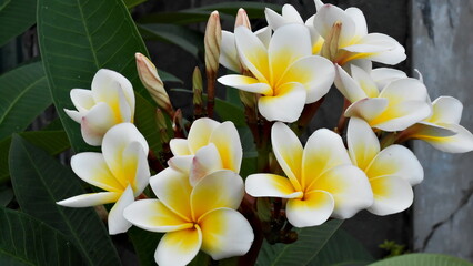 Fototapeta na wymiar high angel White light-yellow Flowers on the roadside