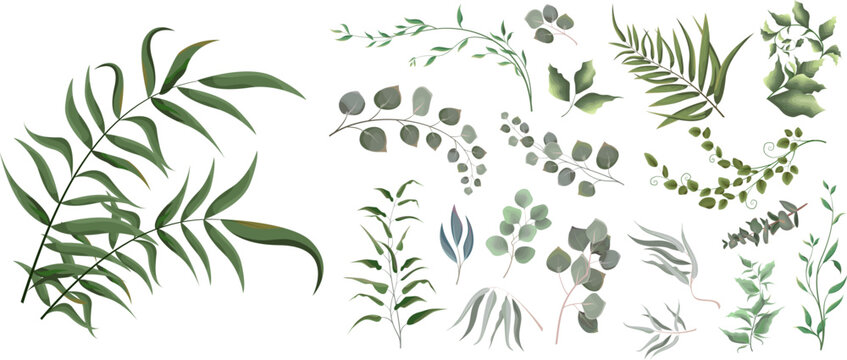 A large collection of herbs and plants. Green plants on a white background. Eucalyptus and other leaves © Alena