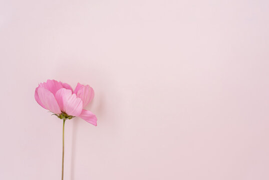 Delicate Pink Flower On Pastel Pink Background, Minimal Pink Aesthetic