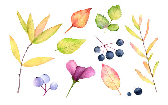 Autumn watercolor leaves, berries, flowers. Set of elements on a white background. Botanical hand painted illustration for autumn designs.