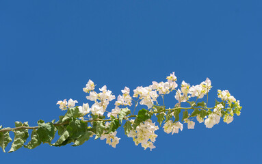 Bougainvillea in the Blue Sky, Bodrum City Mugla, Turkey