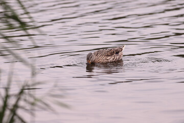 The usual work of a duck on a pond... Filters the water...