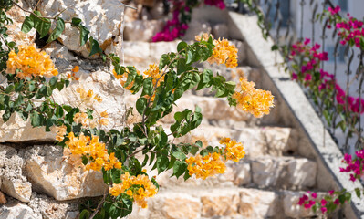 Bougainvillea in the Blue Sky, Bodrum City Mugla, Turkey