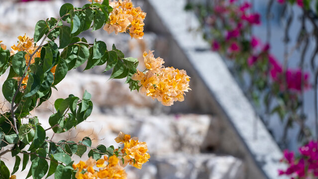 Bougainvillea in the Blue Sky, Bodrum City Mugla, Turkey