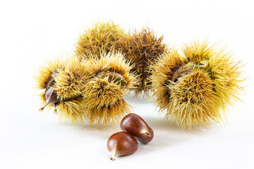 Esskastanien Kastanien