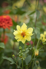 Obraz na płótnie Canvas Photo of a yellow blooming dahlia in the garden.