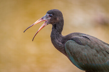 Photograph of a Bare-faced ibis, found in Canoas, Rio Grande do Sul, Brazil.