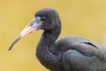Photograph of a Bare-faced ibis, found in Canoas, Rio Grande do Sul, Brazil.