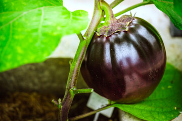 Close-up Eggplant plant