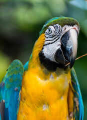 Macaw blue and yellow with a stem - Martinica
