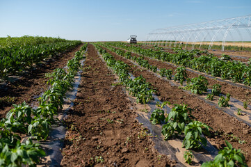 Fototapeta na wymiar Green pepper plants at agricultural field