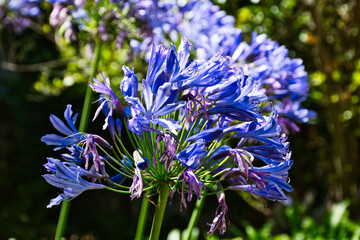 AGAPANTHUS AFRICANUS,  Beautiful plant used in gardens to form massifs and decorate the streets of cities