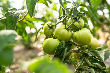Tomato plants in greenhouse Green tomatoes plantation. Organic farming, young tomato cluster plants growth in greenhouse.