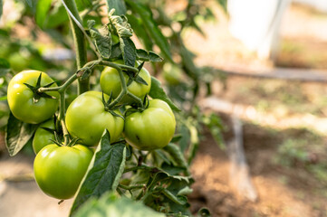 Tomato plants in greenhouse Green tomatoes plantation. Organic farming, young tomato cluster plants growth in greenhouse.