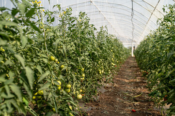 Tomato plantation. Greenhouse with young tomatoes