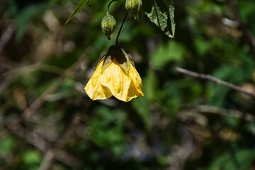 Abutilon hybridum is a hybrid species of the genus Abutilon. The common name of Chinese lantern