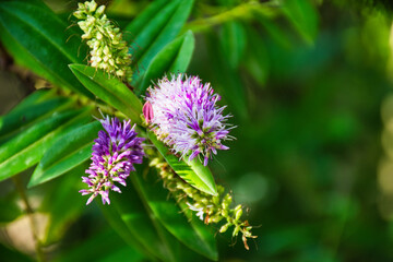  Hebe speciosa is a species of flowering plant in the plantain family known by the New Zealand common names hebe, showy hebe, showy-speedwell, and the Māori names Titirangi and Napuka