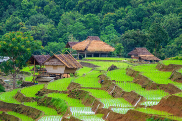 Fototapeta na wymiar Beautiful terraced rice fields in Chiang Mai Northern Thailand