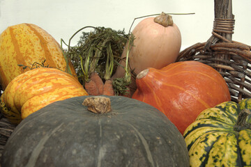 Fresh harvested    pumpkins    ready for thanks giving  halloween 